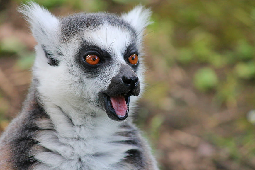 Close-up portrait of a ring-tailed lemur with open mouth
