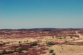 Vast heathland landscape with purple heather and blue sky