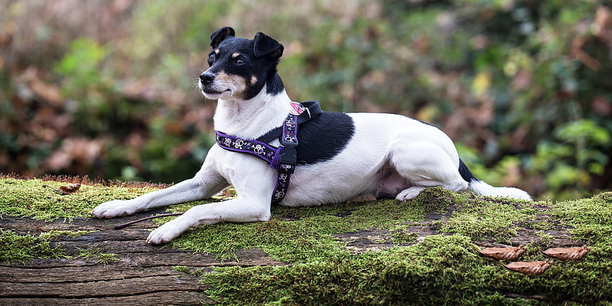 Cute Black and White Dog Resting on Mossy Log