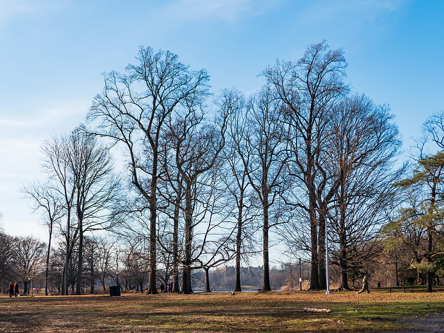 Tall Bare Trees in Park Against Blue Sky
