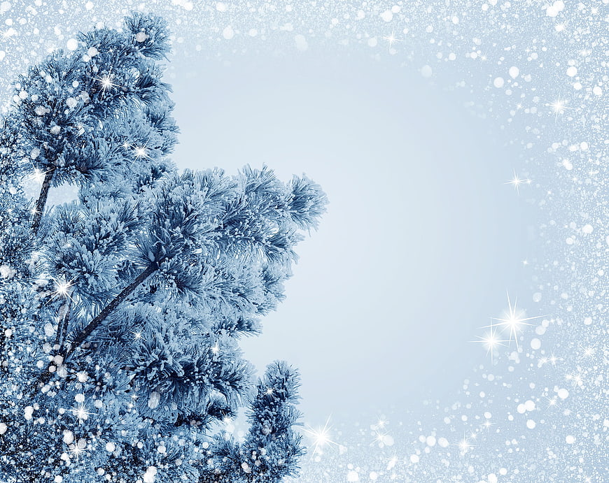 Frosty Pine Tree Branches with Snow and Sparkles