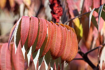 Close-up of vibrant red sumac leaves in autumn sunlight
