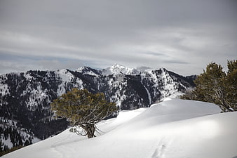 Snowy Mountain Ridge with Solitary Tree and Overcast Sky