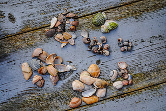 Assorted seashells arranged on weathered wooden planks