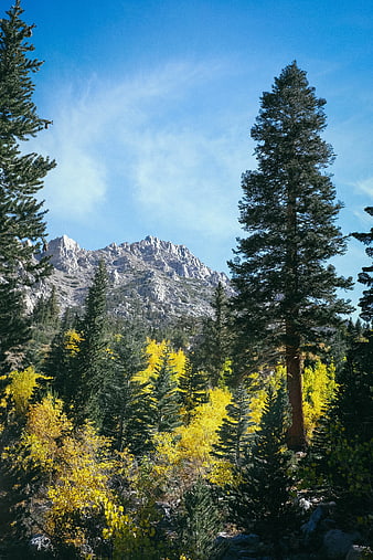 Autumn Aspen Trees and Pine Forest with Rocky Mountain Peak