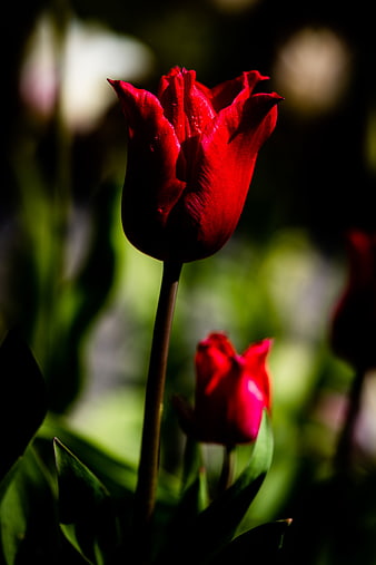 Dramatic Close-Up of Red Tulip in Dark Garden