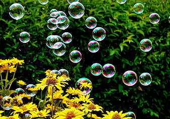Iridescent Soap Bubbles Floating Over Vibrant Yellow Garden Flowers