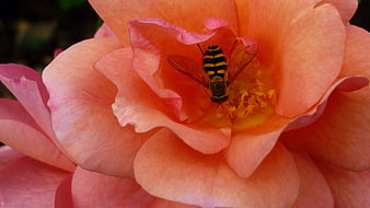 Close-up of hoverfly on apricot rose blossom