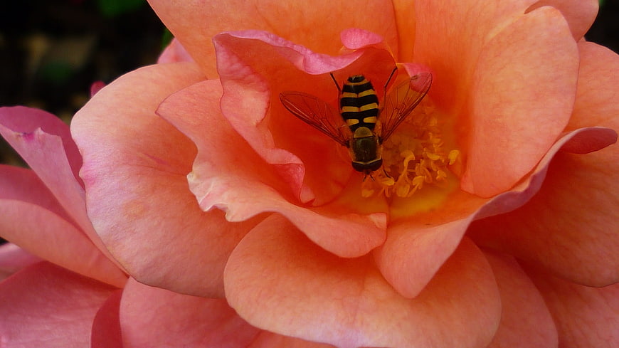 Close-up of hoverfly on apricot rose blossom