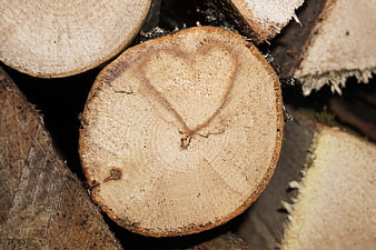 Heart shape carved into cross-section of cut firewood log