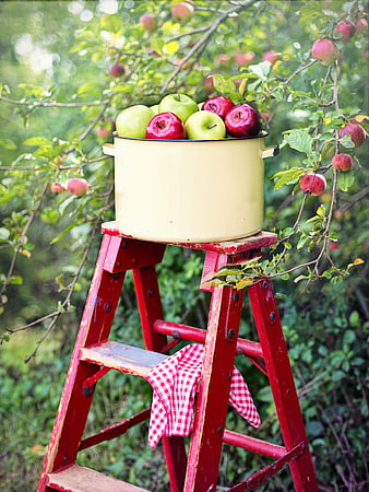 Vintage yellow pot of fresh red and green apples on a red step ladder in an orchard