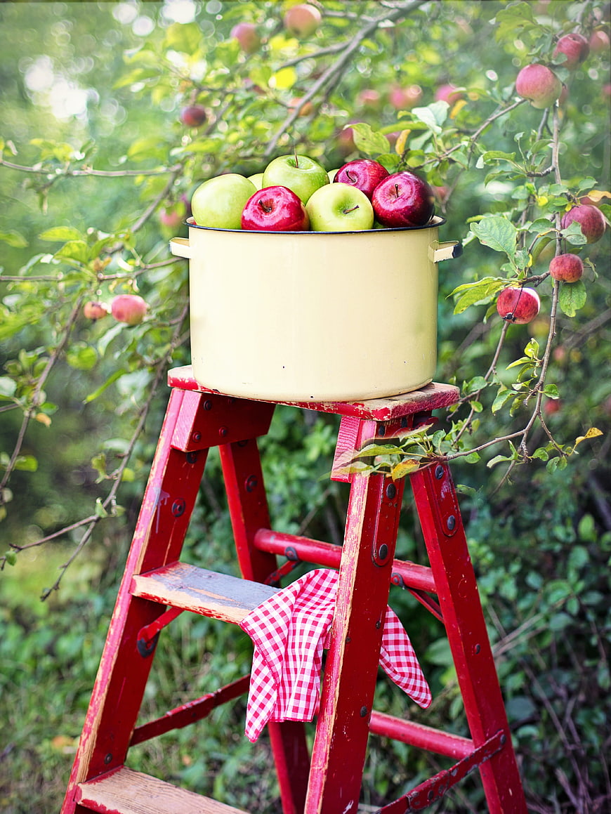 Vintage yellow pot of fresh red and green apples on a red step ladder in an orchard