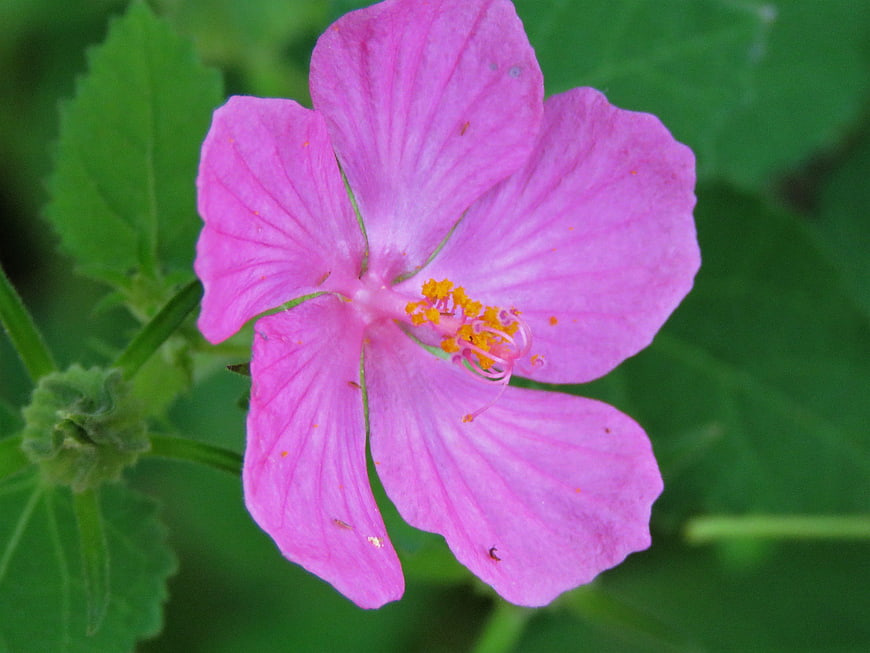 Close-up of a vibrant pink mallow flower with yellow stamen