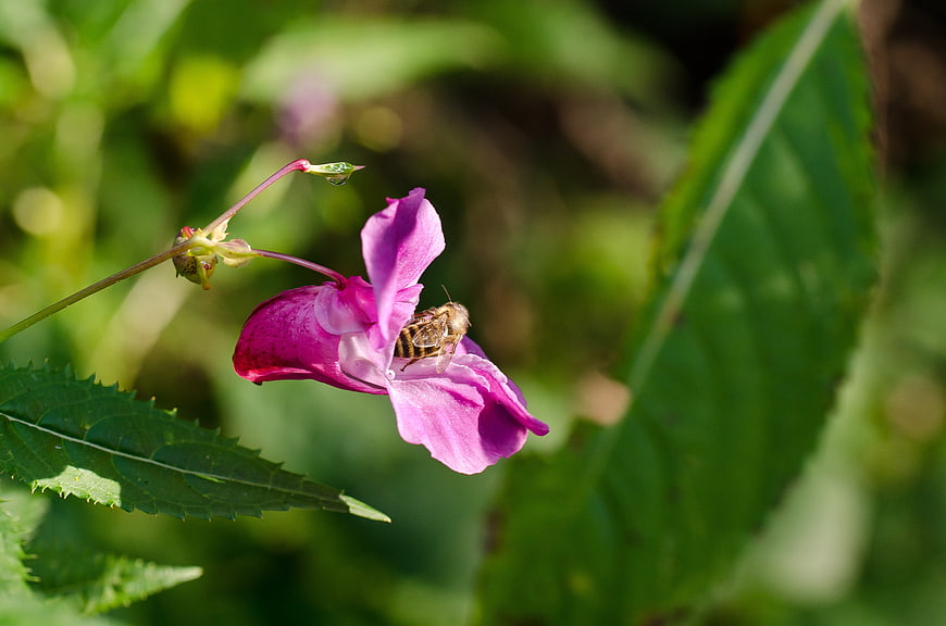 Honeybee Pollinating Purple Wildflower in Green Garden