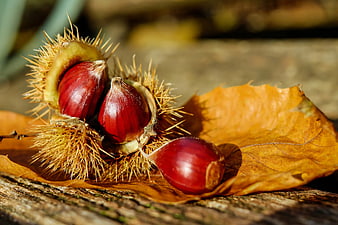 Red Horse Chestnuts in Spiky Husk on Autumn Leaf