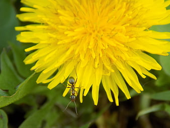 Macro shot of an ant on a yellow dandelion flower