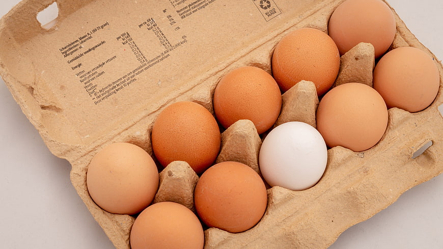 Carton of brown eggs with one white egg inside