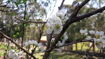 White Blossoms on Tree Branch in Spring Garden