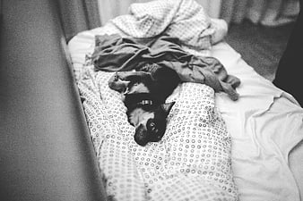 Black and white photo of a puppy sleeping on a couch