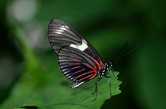 Red and Black Butterfly on Green Leaf