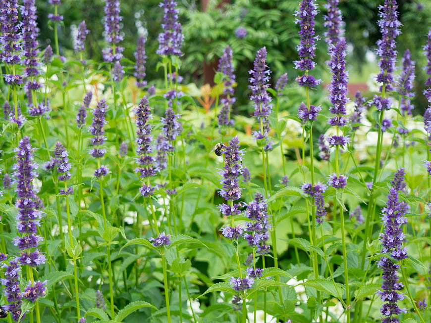 Bumblebee pollinating purple flowers in a lush green garden