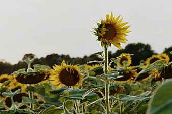 Lone Sunflower Standing Tall in a Field at Dusk