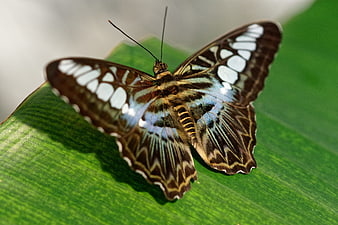 Close-up of a butterfly with blue and brown wings on a green leaf