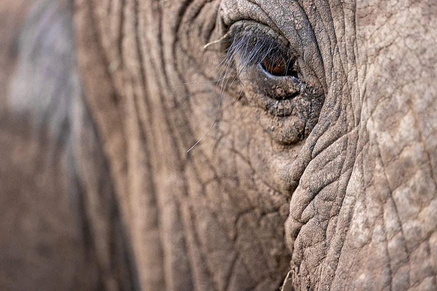 Close-up of African Elephant Eye and Wrinkled Skin