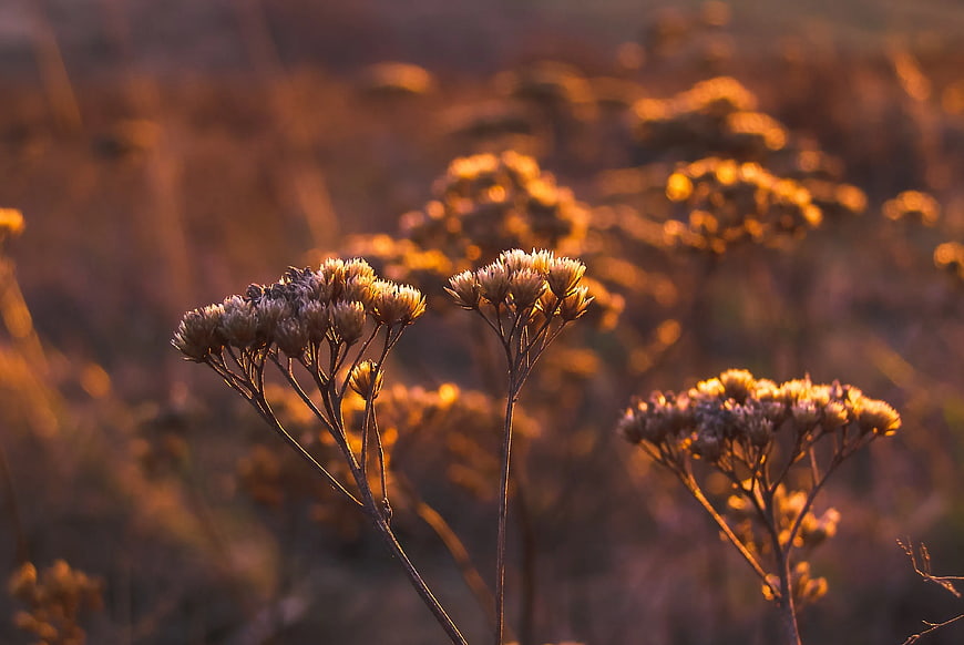 Dried Wildflowers Backlit by Golden Sunset Light