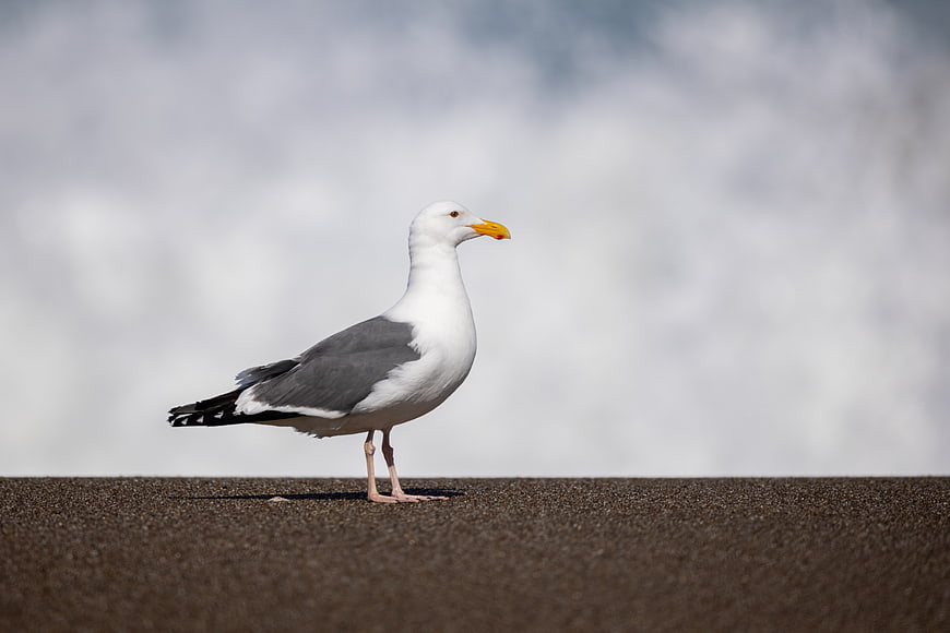 Seagull Standing on Textured Surface with Blurred Background