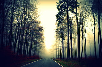 Misty Forest Road at Sunrise with Tall Trees
