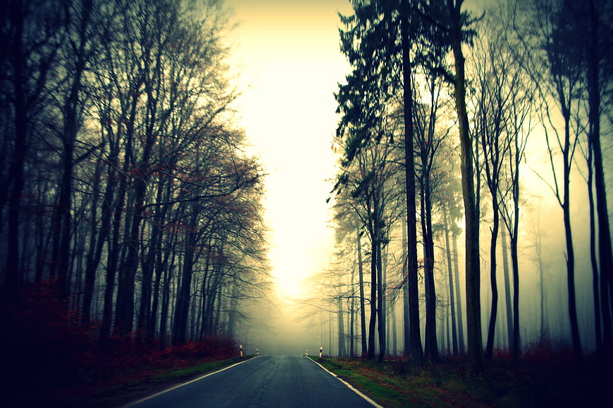 Misty Forest Road at Sunrise with Tall Trees