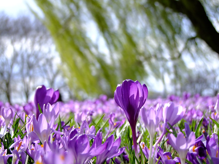 Purple Crocus Flowers Blooming in Spring Meadow