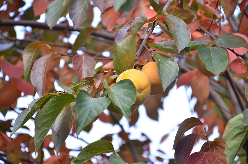 Ripe persimmons on a tree branch with autumn leaves