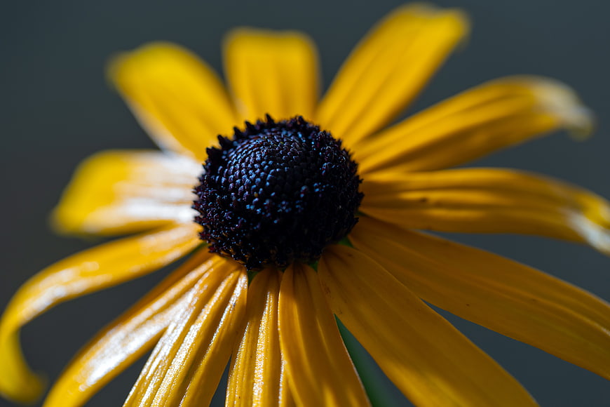 Close-up of a wet yellow black-eyed susan flower