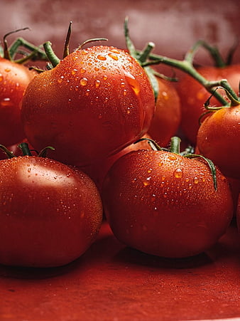 Fresh Red Tomatoes with Water Droplets on Vine