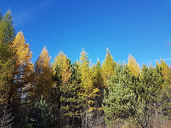 Autumn larch and pine tree tops against blue sky