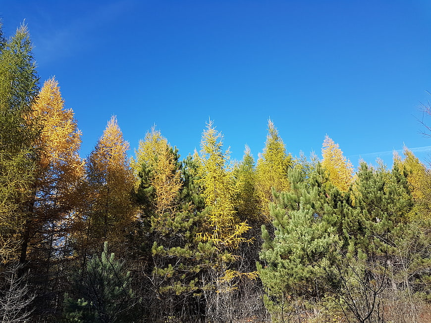 Autumn larch and pine tree tops against blue sky