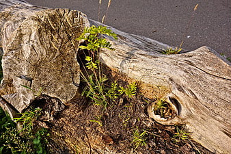 Weathered log with green plants growing in decay