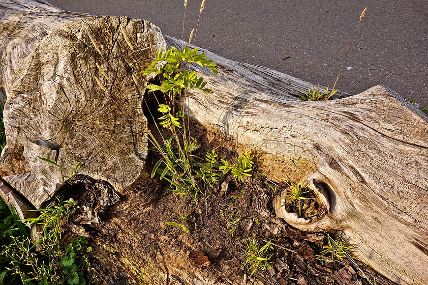 Weathered log with green plants growing in decay