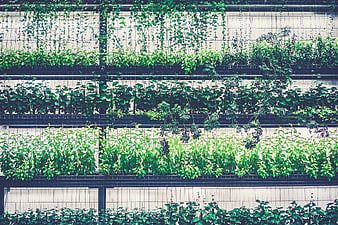 Vertical Green Wall with Lush Plants and Vines