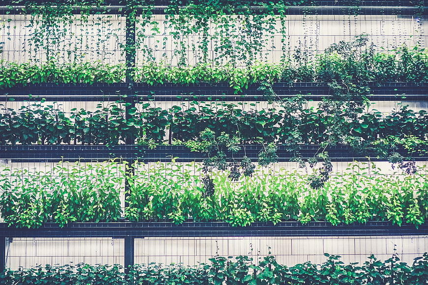 Vertical Green Wall with Lush Plants and Vines