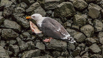 Seagull holding fish on wet rocks