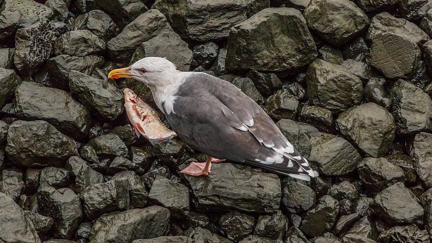 Seagull holding fish on wet rocks
