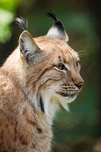 Close-up portrait of a lynx in profile with tufted ears