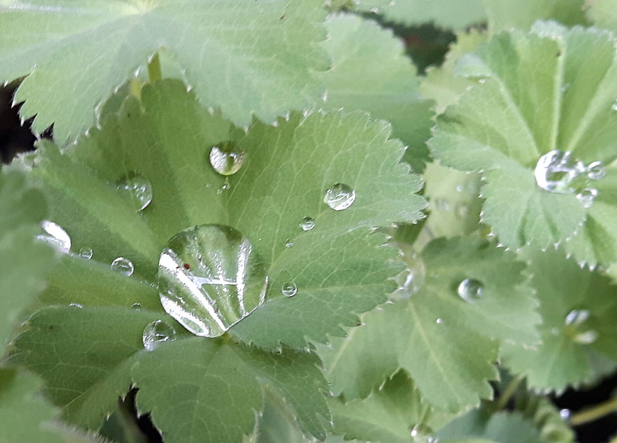 Fresh water droplets on green lady's mantle leaves