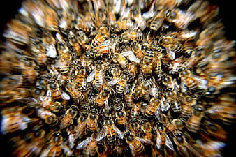 Macro Close-Up of a Dense Swarm of Honey Bees