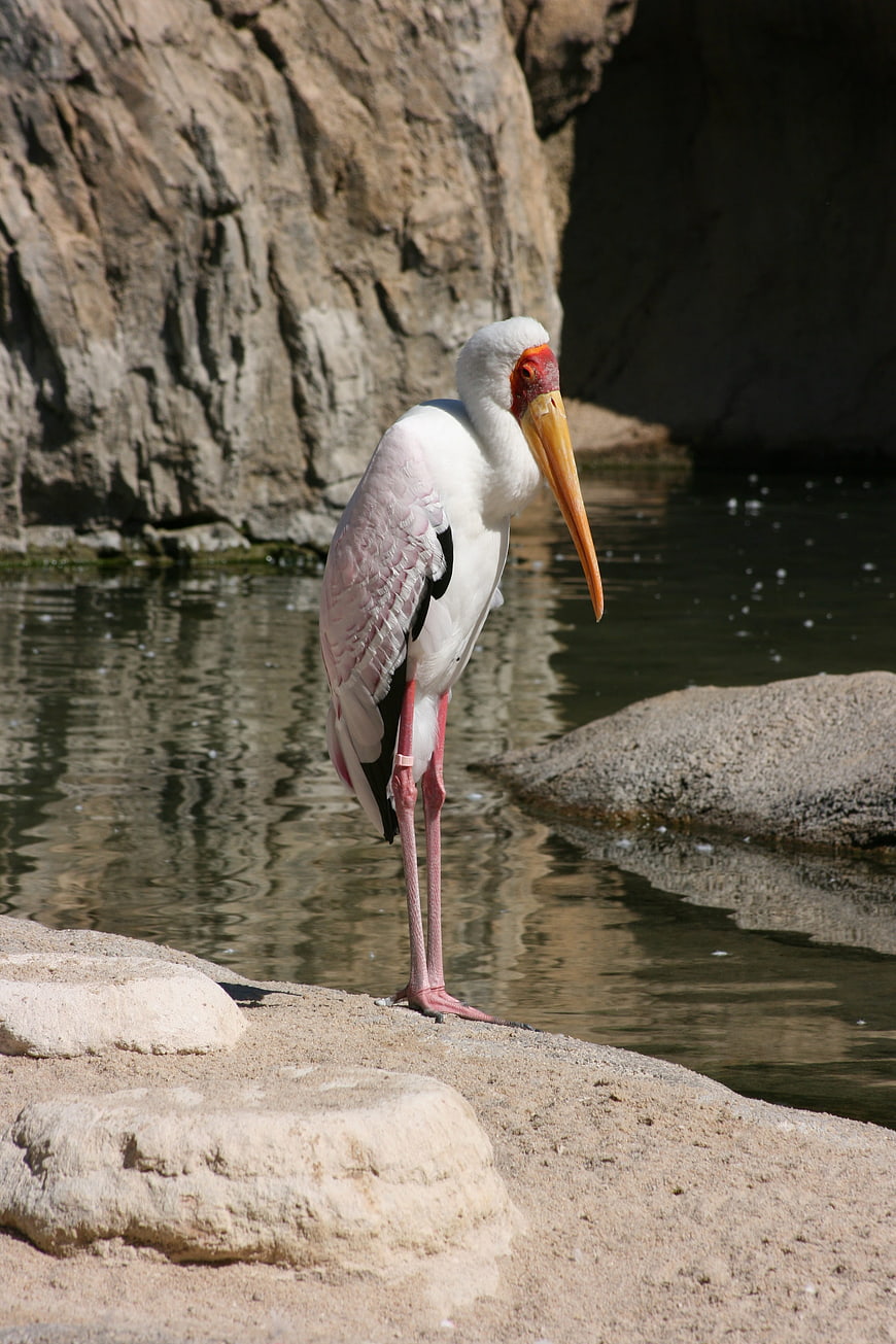 Yellow-billed Stork Standing on Rock by Water