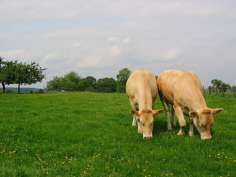 Two light brown cows grazing in a green meadow