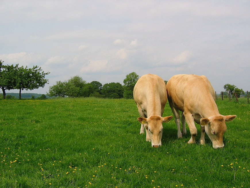 Two light brown cows grazing in a green meadow